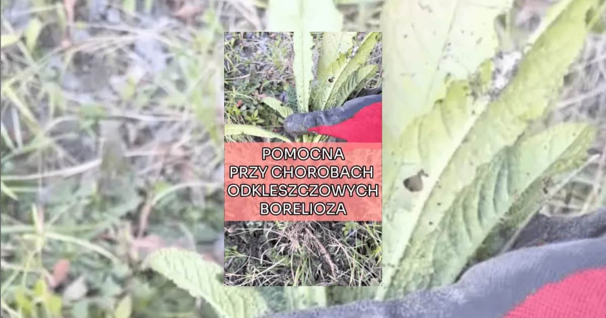 Na boreliozę jaki lek - skuteczne terapie i ich bezpieczeństwo