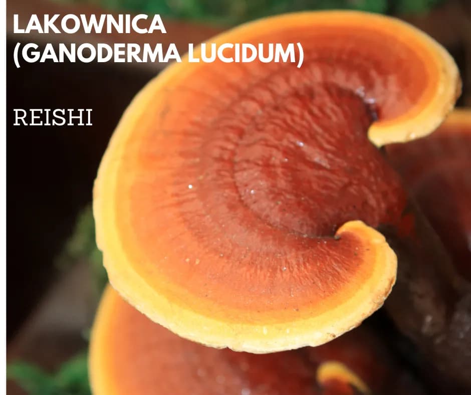 Skuteczne leki na grzyby w organizmie - poznaj najlepsze opcje terapeutyczne