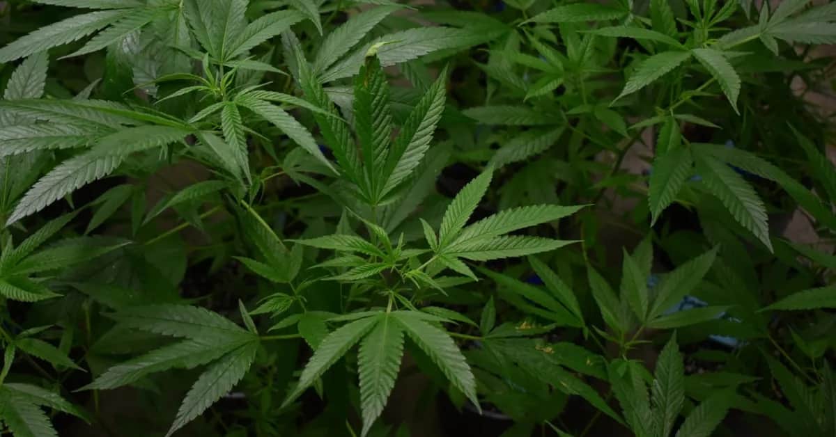 Ile ma THC w medycznej marihuanie? Poznaj kluczowe informacje