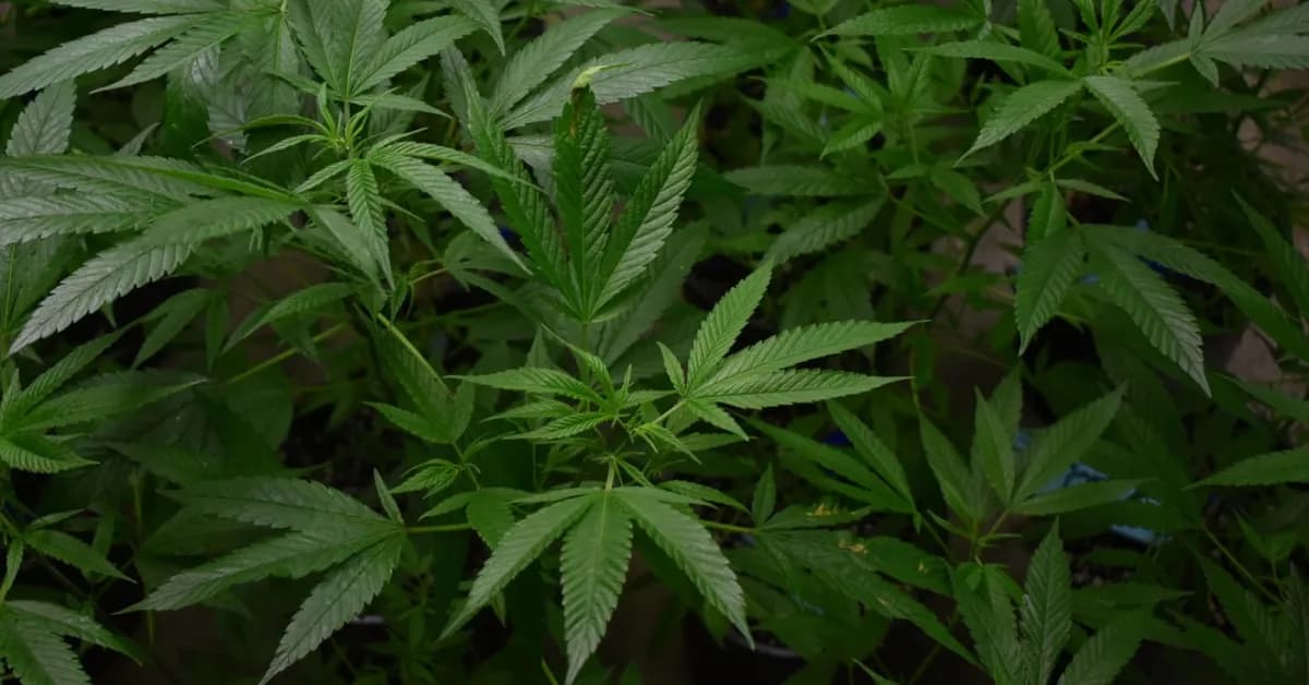 Ile ma THC w medycznej marihuanie? Poznaj kluczowe informacje